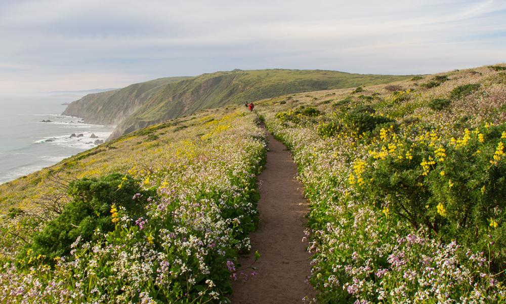 A calming dirt path through a field of wildflowers, with the Pacific Ocean on the horizon.